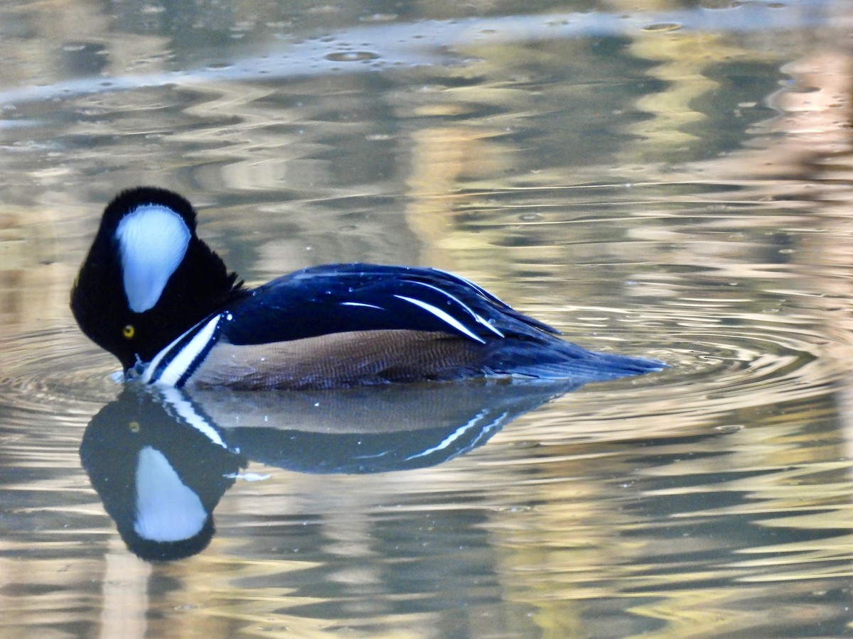 Hooded Merganser - ML646607279