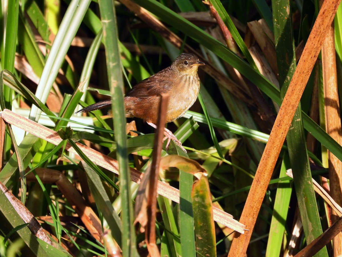 Highland Rush Warbler - ML646607280