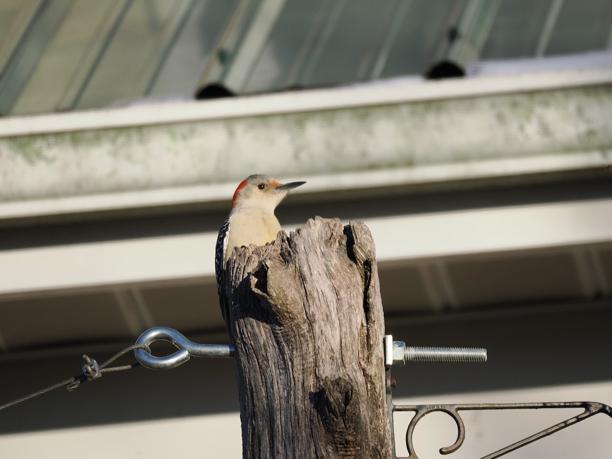 Carpintero de Carolina - ML646607282