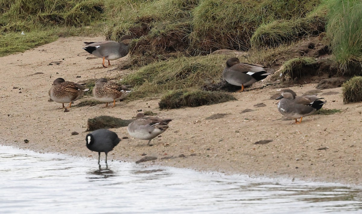 Canapiglia - ML646607283