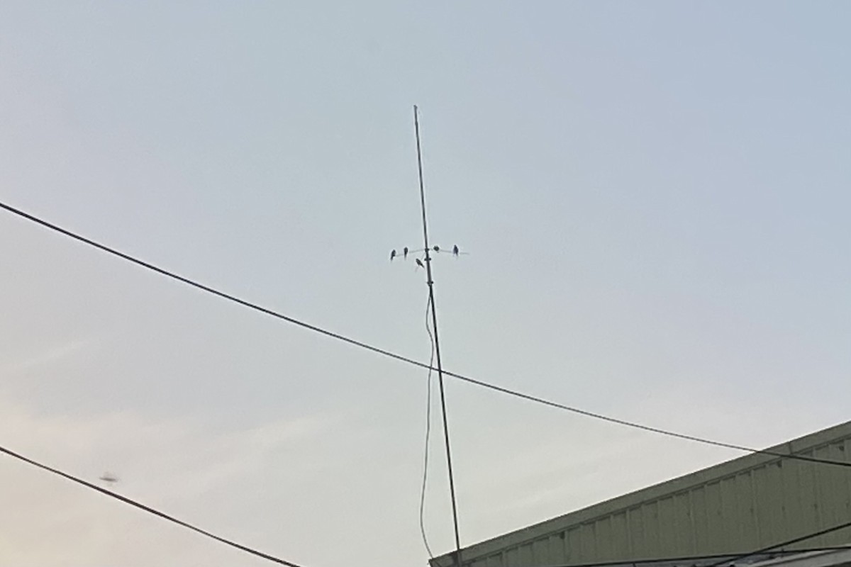 Деревенская ласточка - ML646607284