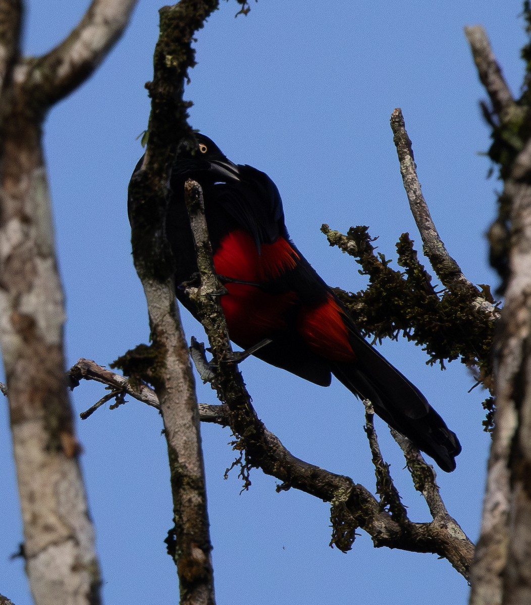 Carouge à ventre rouge - ML646607285