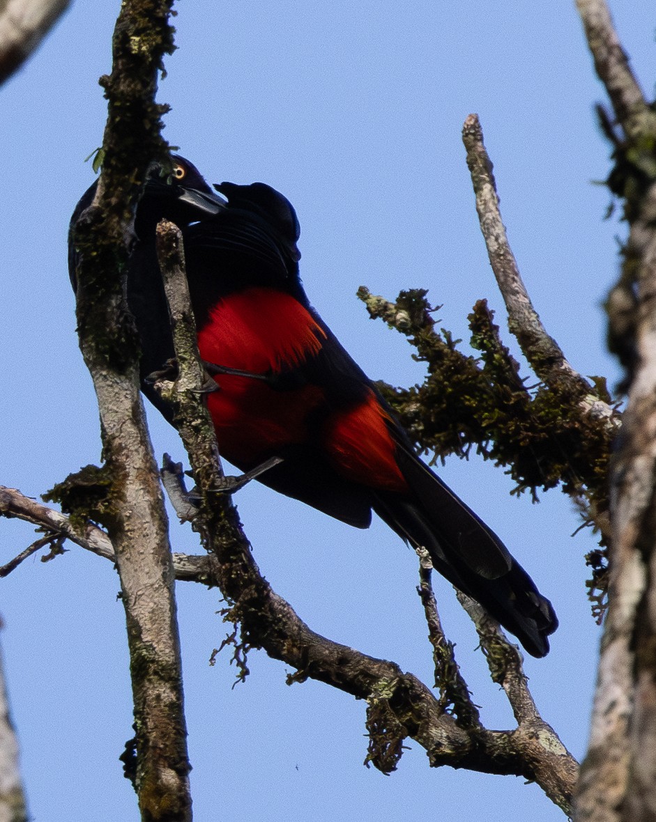 Carouge à ventre rouge - ML646607286