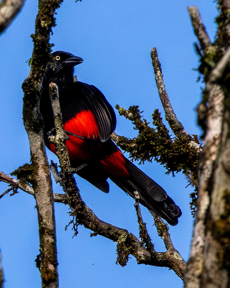 Carouge à ventre rouge - ML646607287