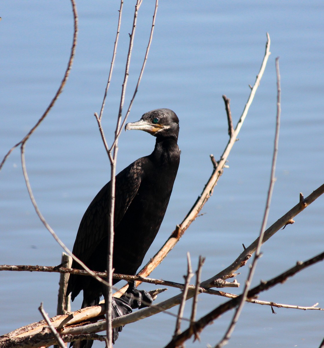 Cormoran vigua - ML646607289