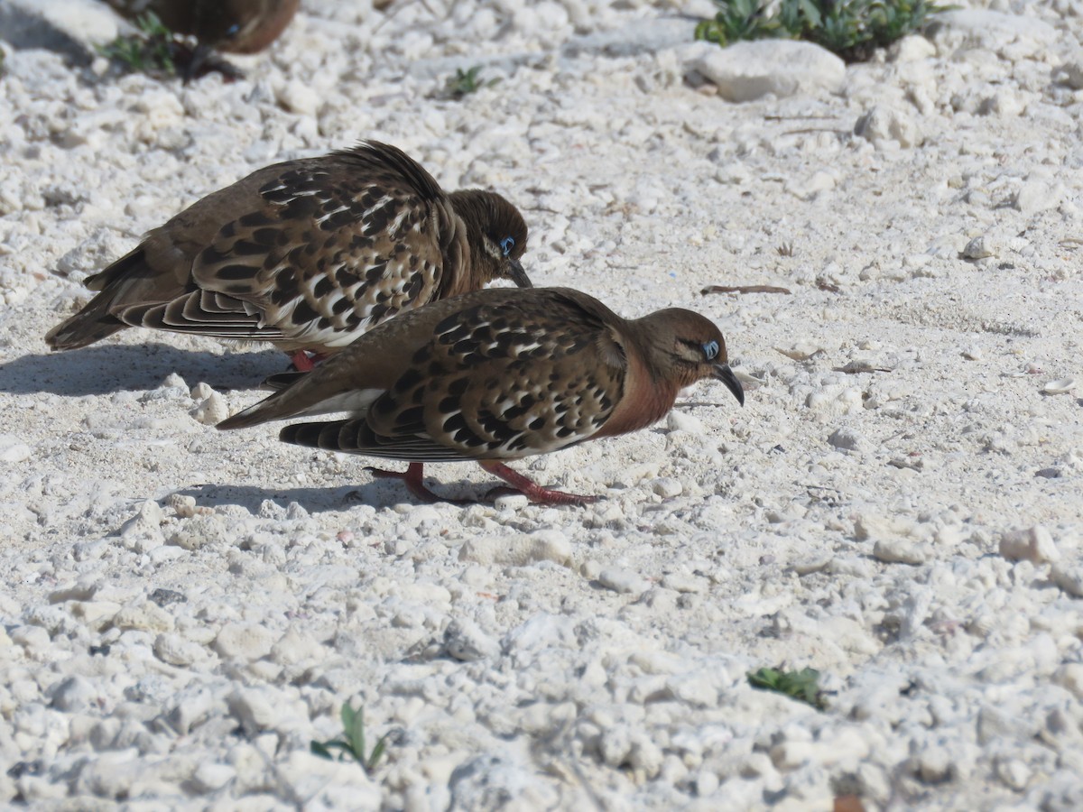 Galapagos Dove - ML646607291