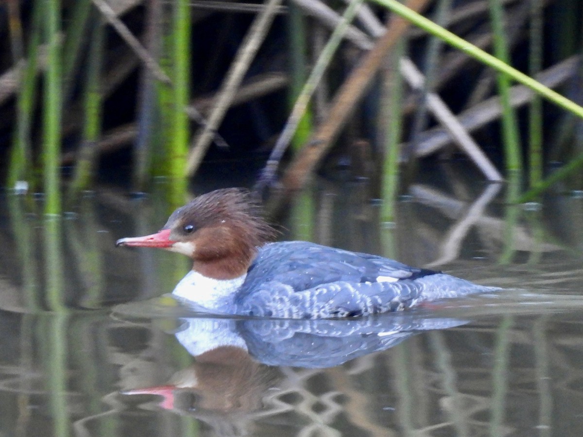 Common Merganser - ML646607292