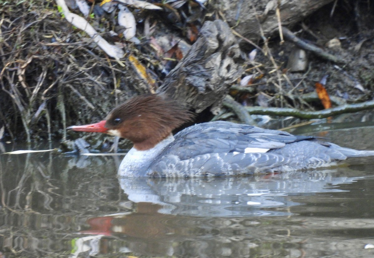 Common Merganser - ML646607293