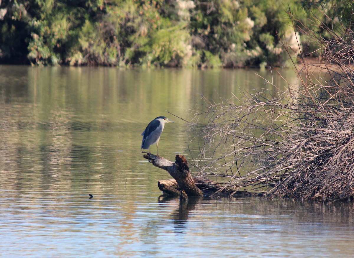 Bihoreau gris - ML646607294