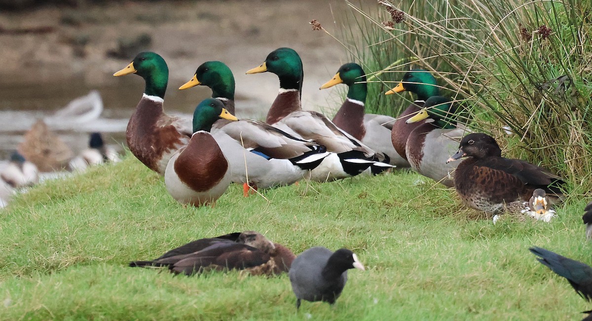 Germano reale - ML646607295