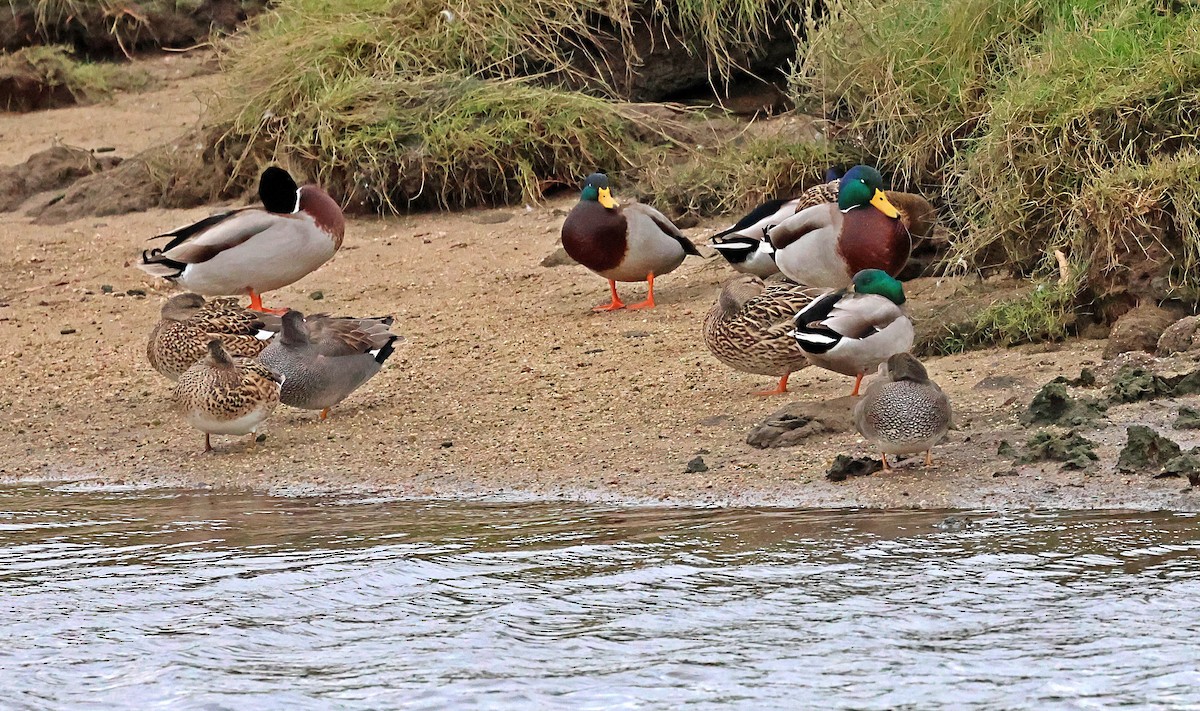 Germano reale - ML646607296