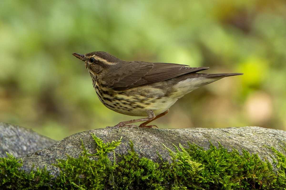 Northern Waterthrush - ML646607297