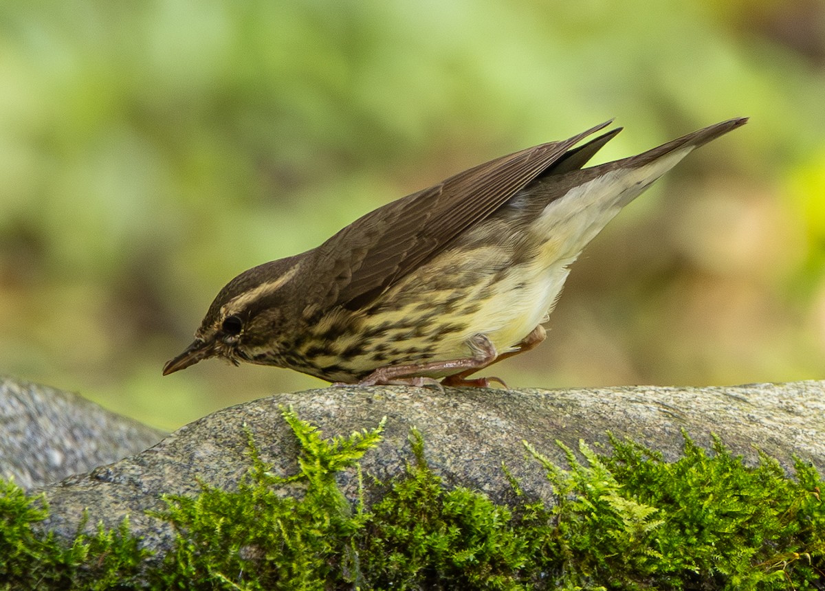 Northern Waterthrush - ML646607298