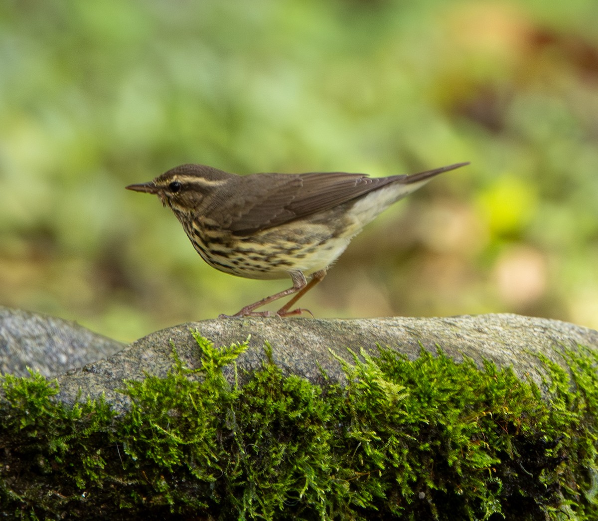 Northern Waterthrush - ML646607299