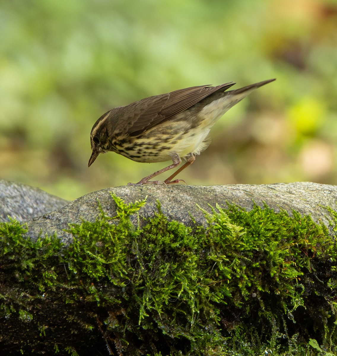 Northern Waterthrush - ML646607300