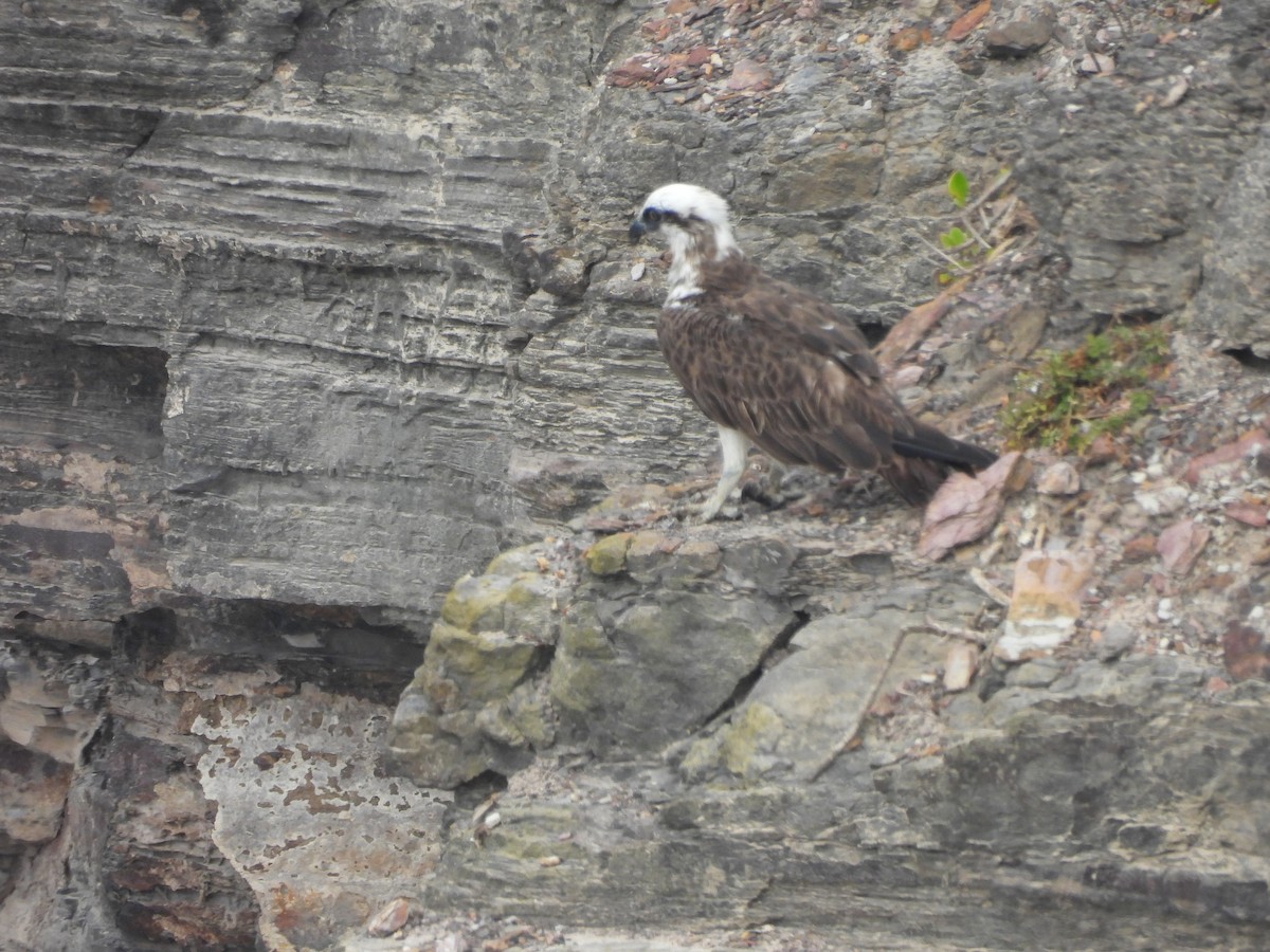 Osprey - ML646607304