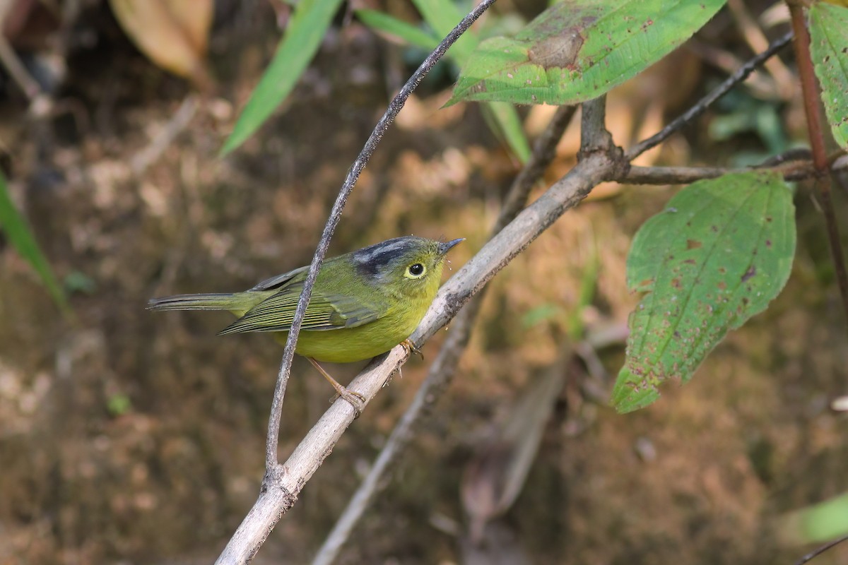 Bianchi's Warbler - ML646607308