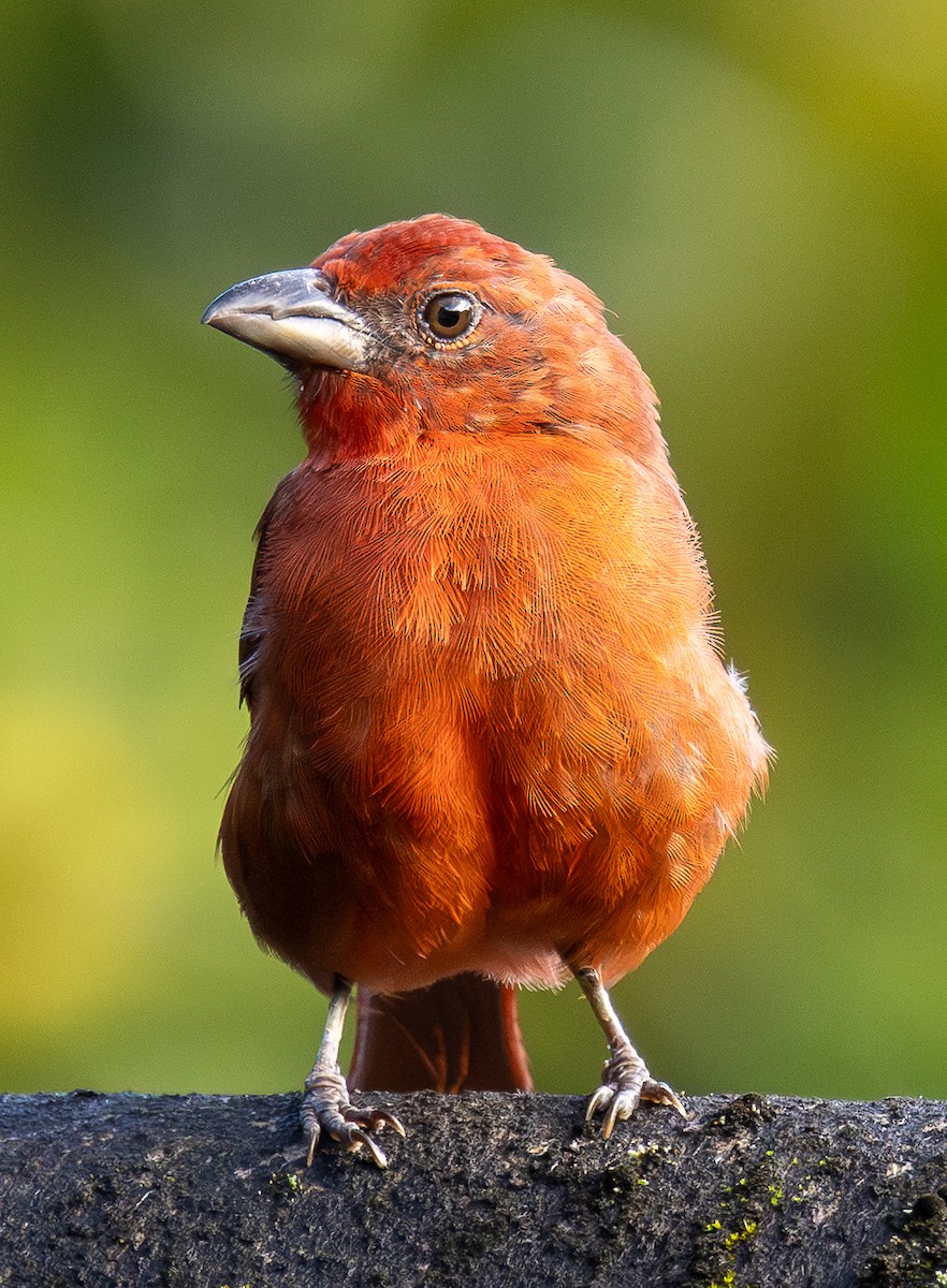 Piranga Bermeja - ML646607310