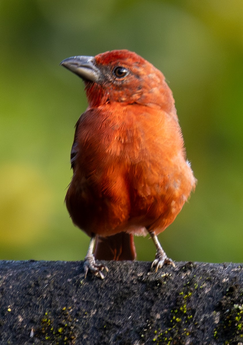 Piranga Bermeja - ML646607311