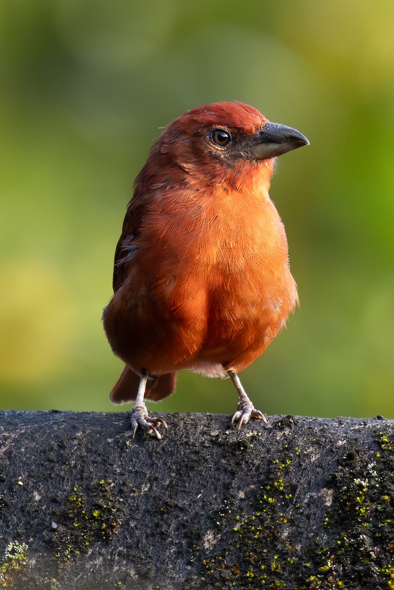 Piranga Bermeja - ML646607312