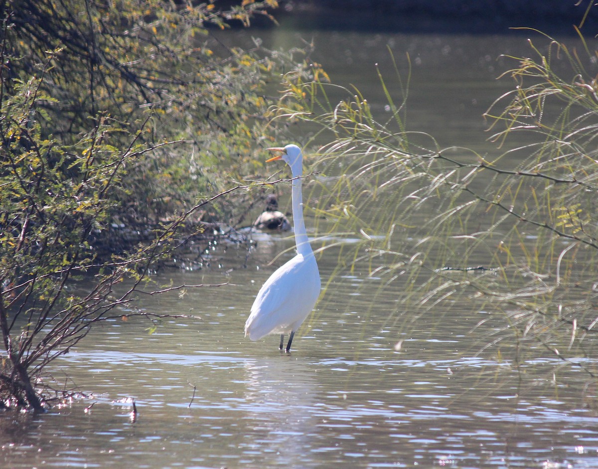 Grande Aigrette - ML646607313