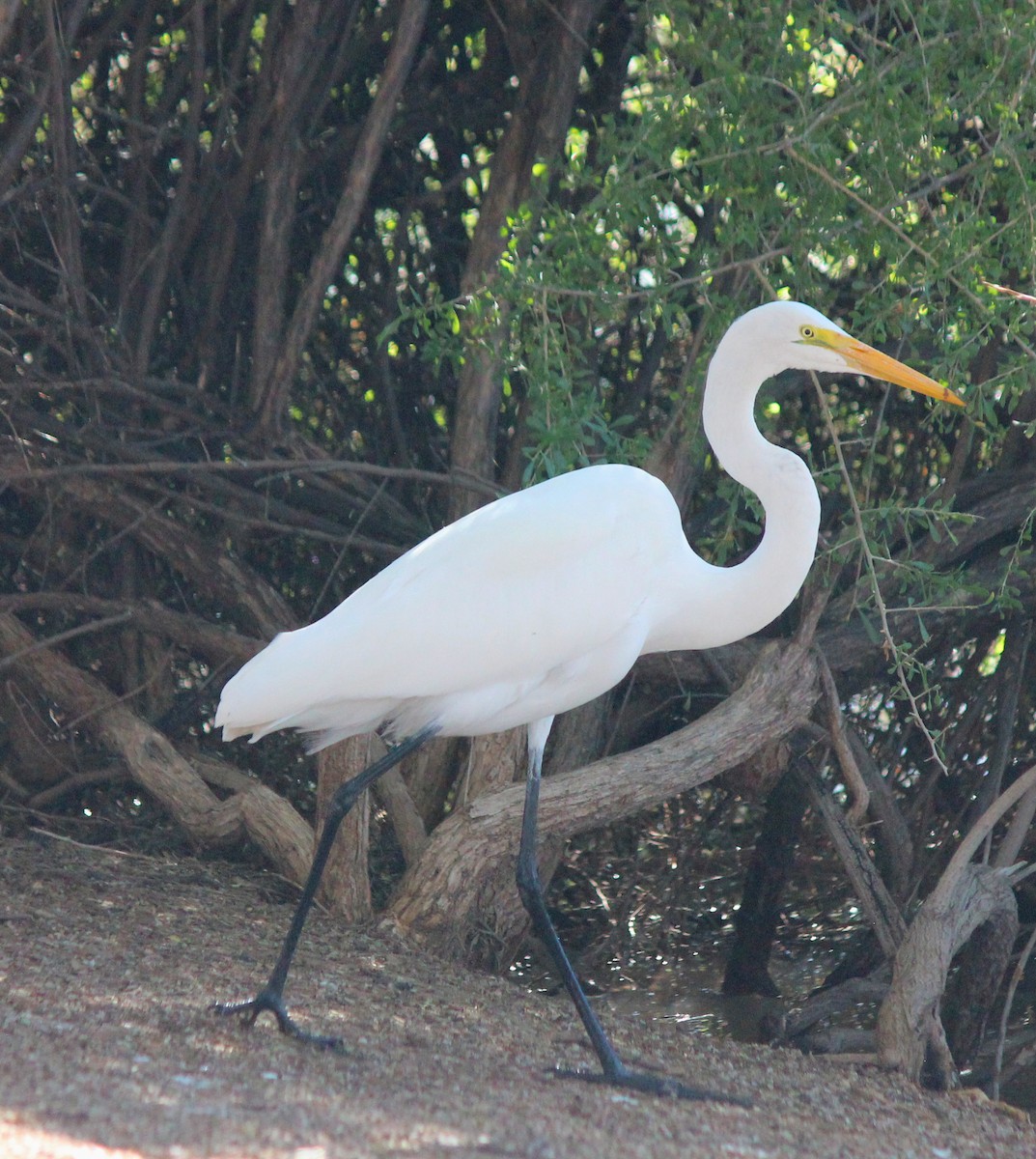 Grande Aigrette - ML646607314