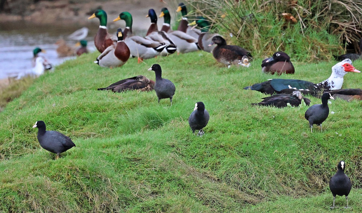 Folaga - ML646607315