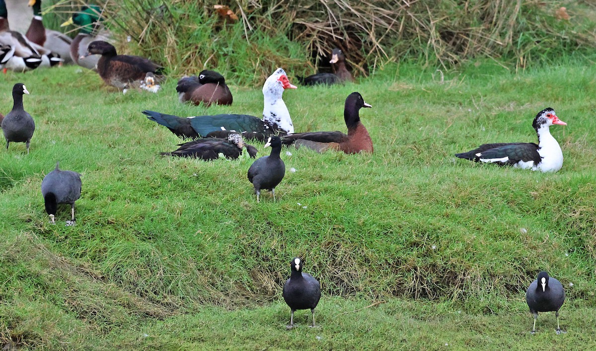 Folaga - ML646607316