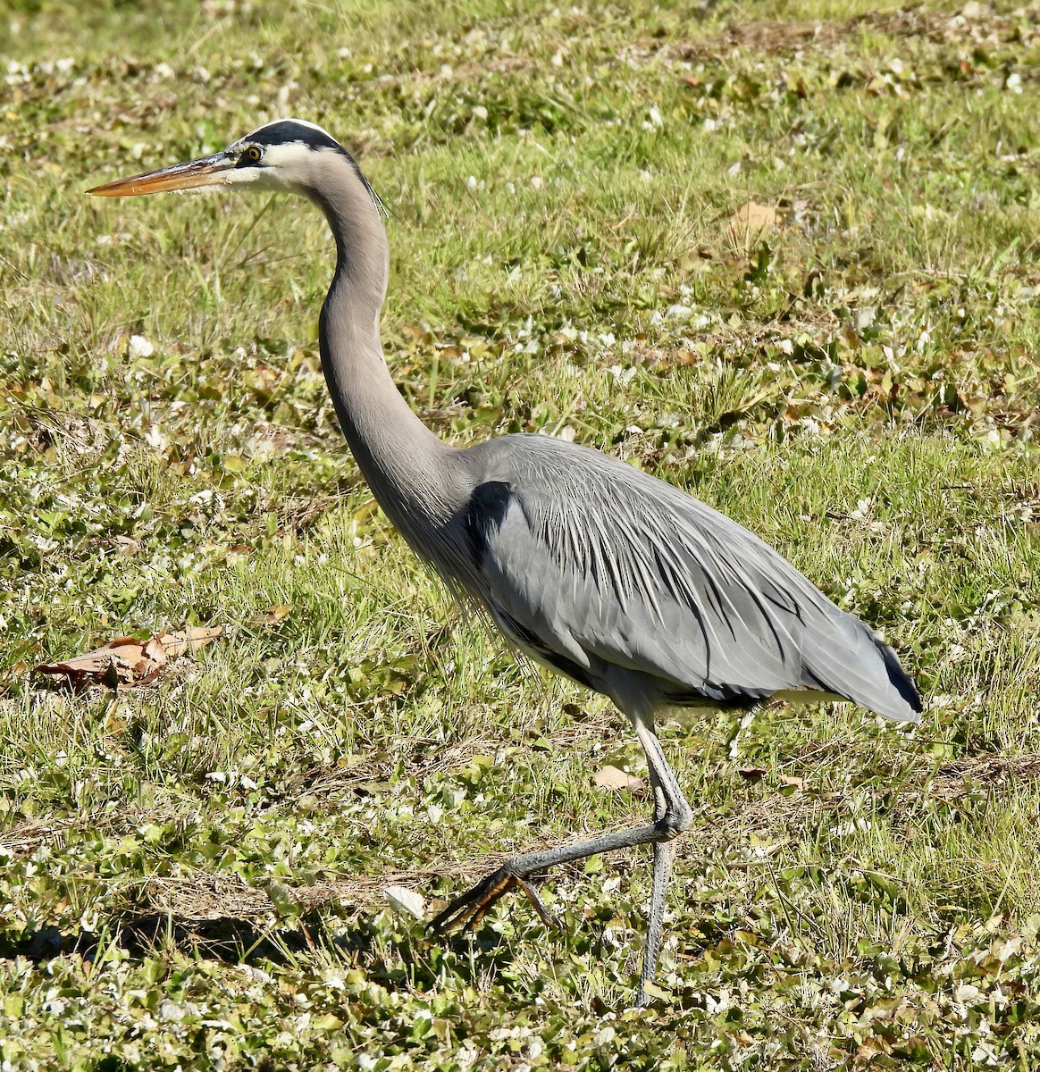 Great Blue Heron - ML646607318