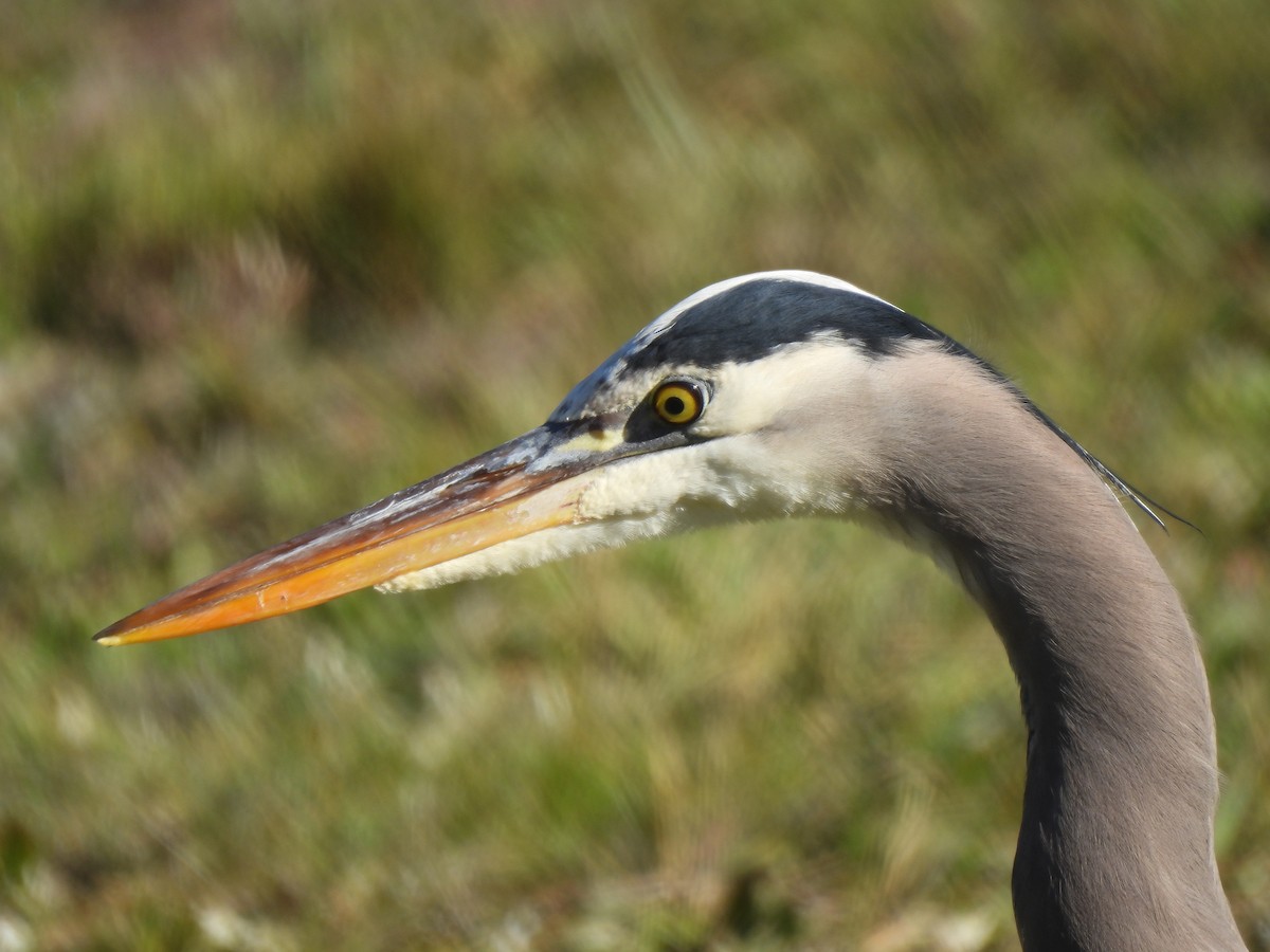 Great Blue Heron - ML646607319