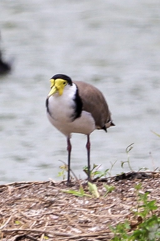 čejka australská - ML646607320