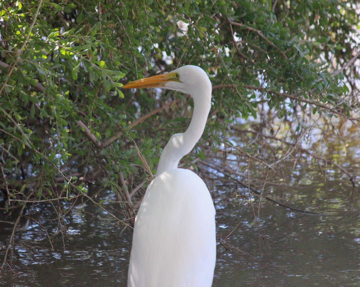 Grande Aigrette - ML646607321