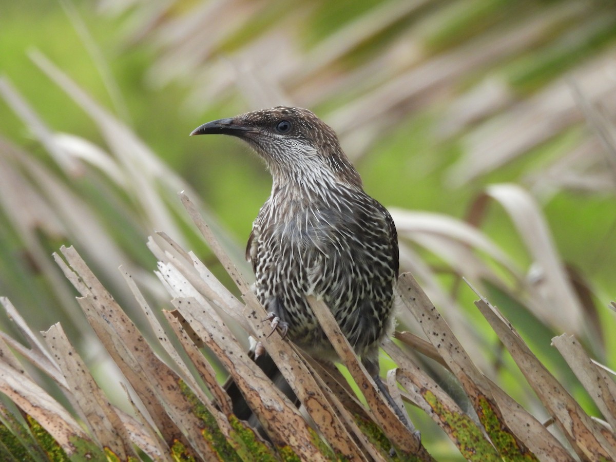 Little Wattlebird - ML646607323