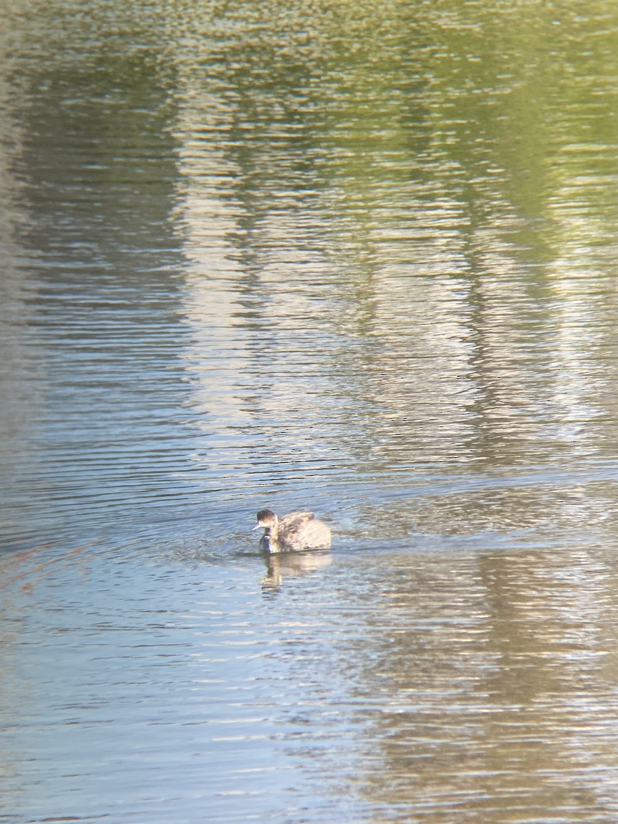 Grèbe à cou noir - ML646607324