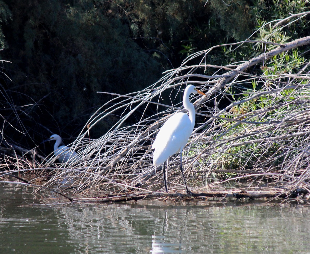 Grande Aigrette - ML646607325