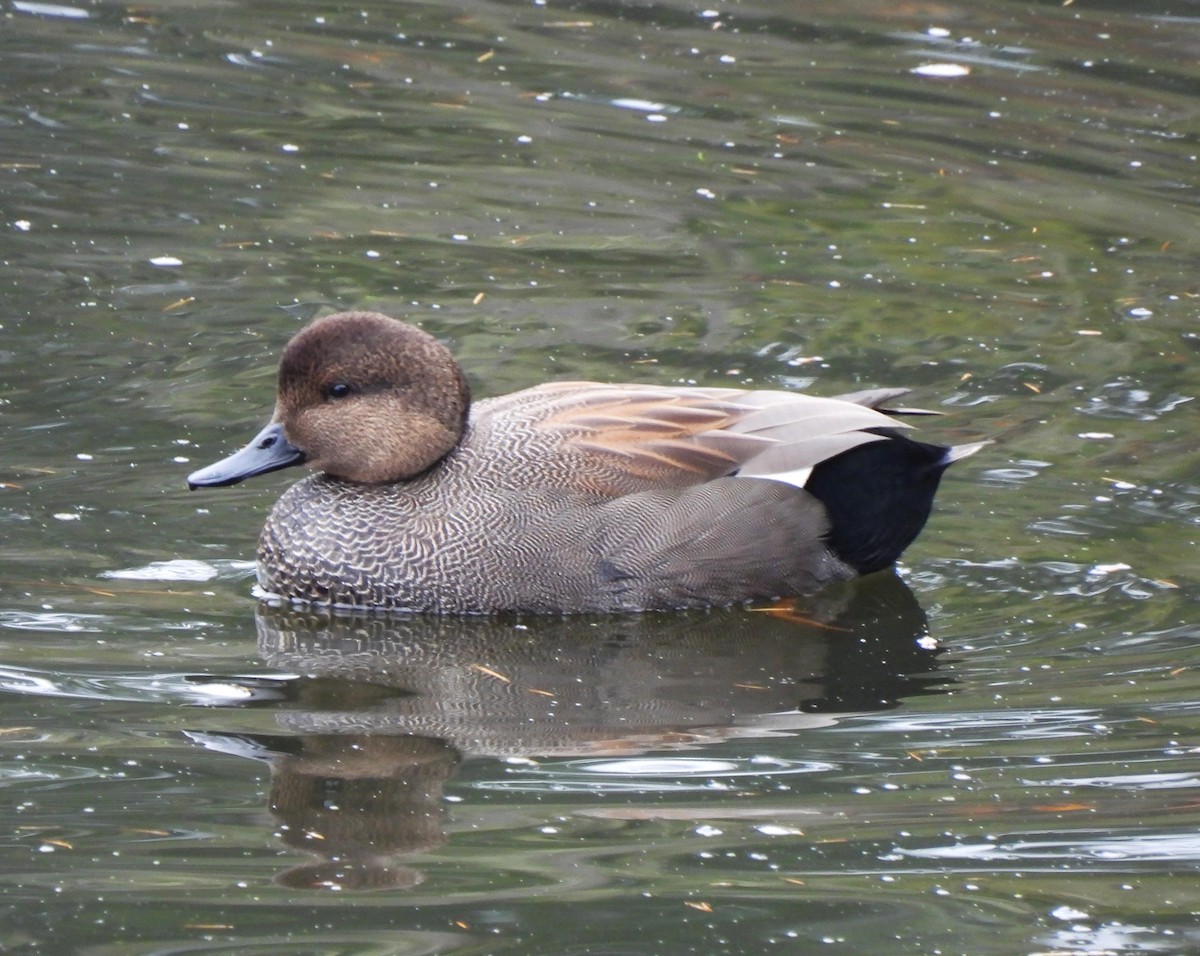 Бор нугас - ML646607326