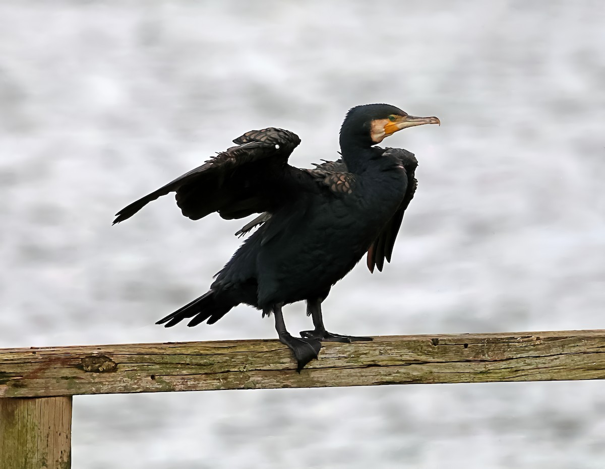 Cormorano - ML646607327