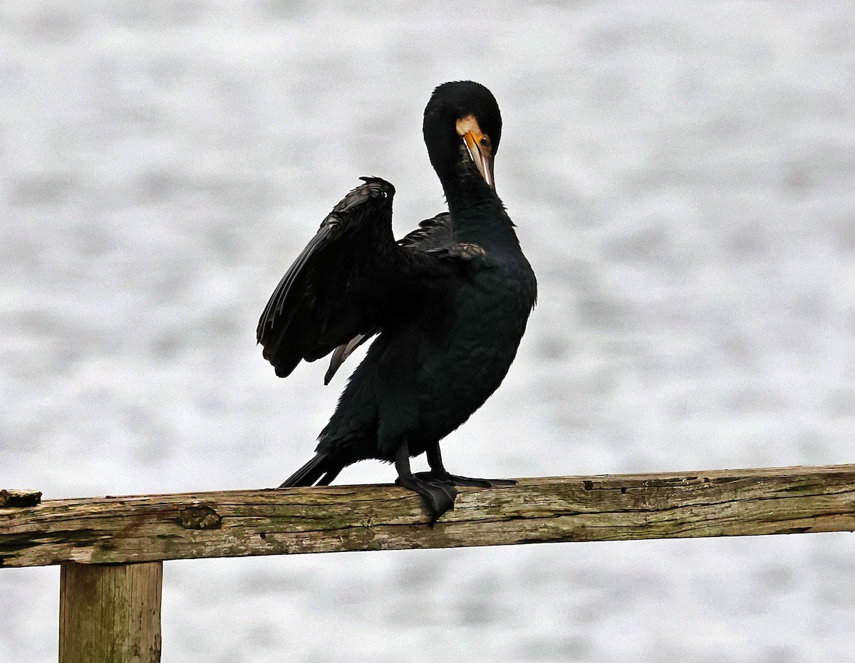 Cormorano - ML646607328