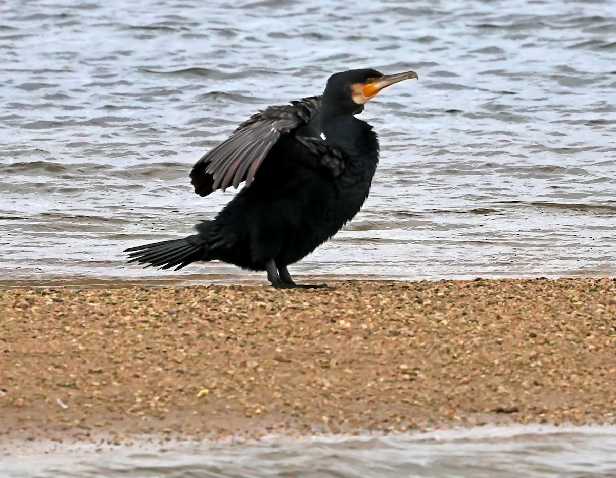 Cormorano - ML646607329