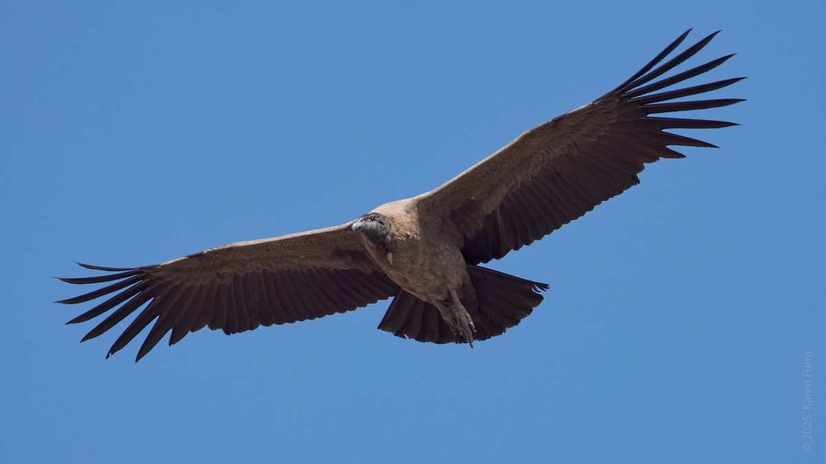 Андский кондор - ML646607330