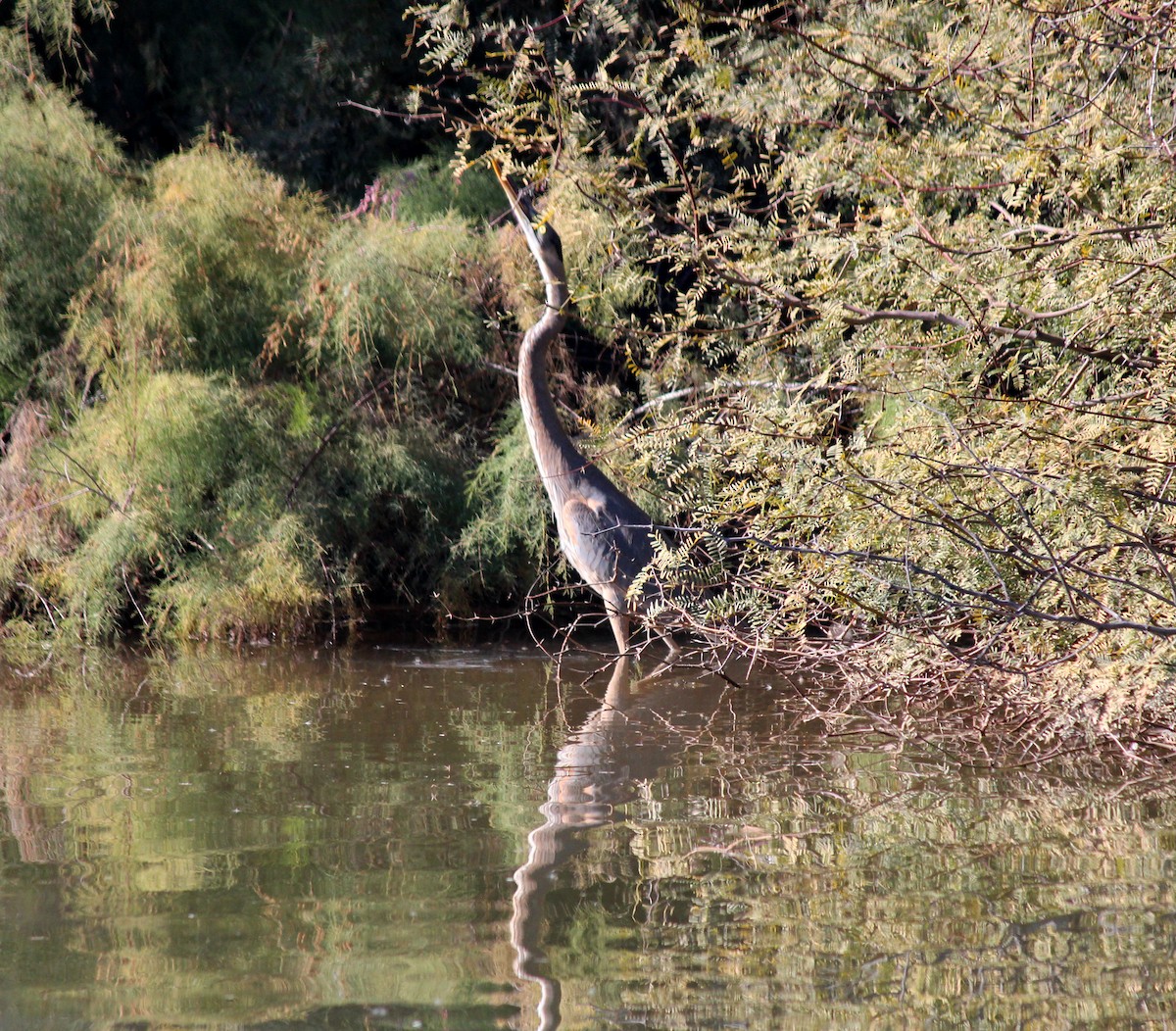 Grand Héron - ML646607331