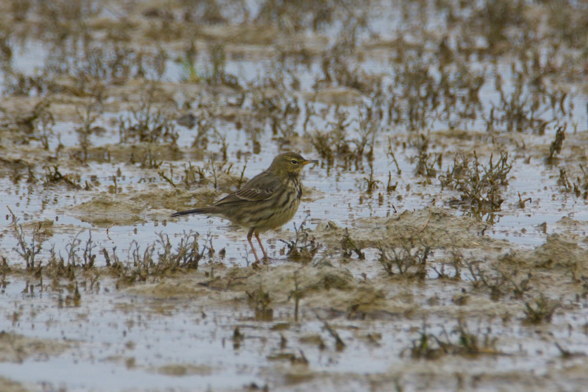 Rock Pipit - ML646607332