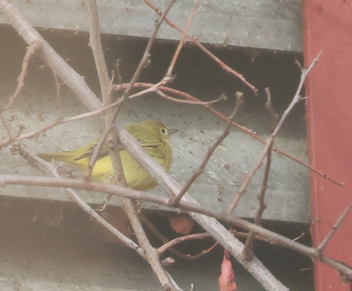 Sarı Ötleğen - ML646607333