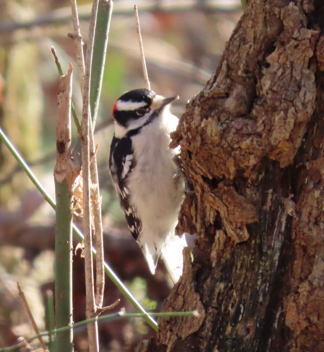 Downy Woodpecker - ML646607335