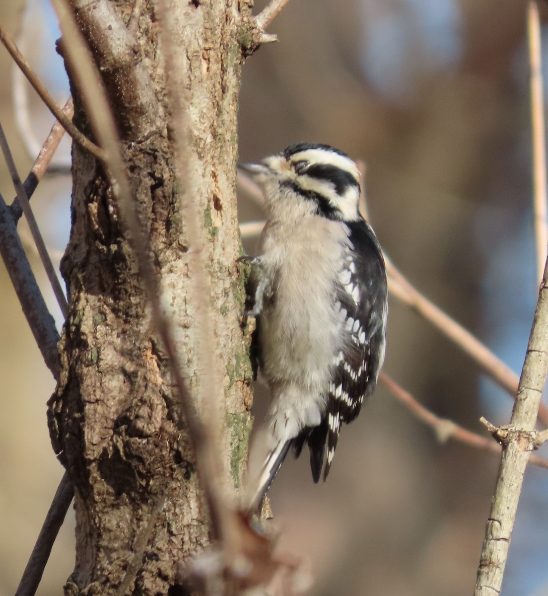 Downy Woodpecker - ML646607336