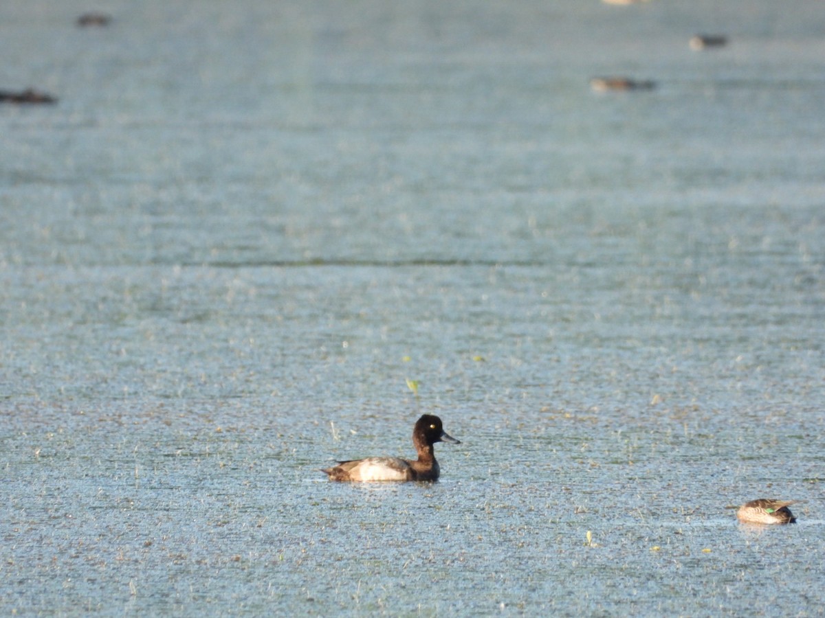 Чернь американська - ML646607337