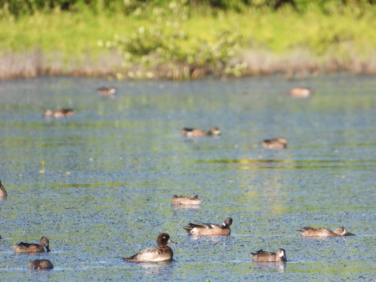 Чернь американська - ML646607338