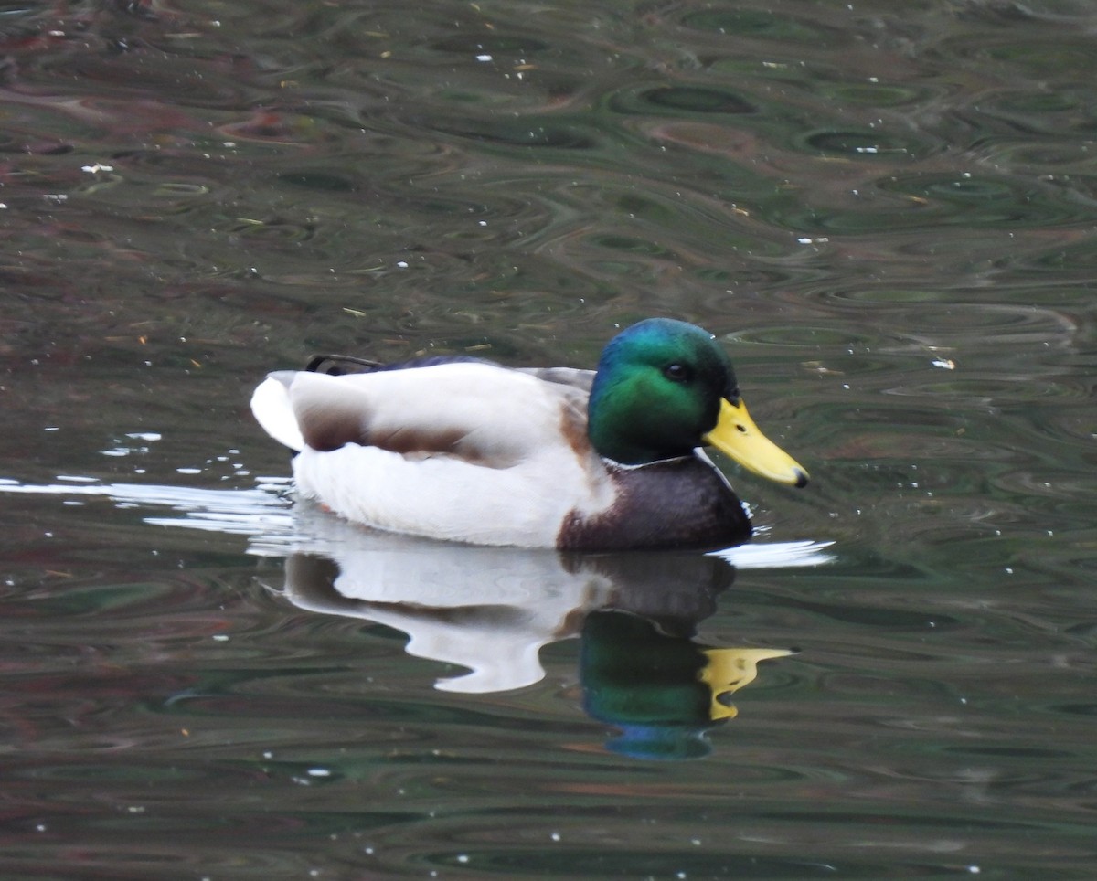 Зэрлэг нугас - ML646607342