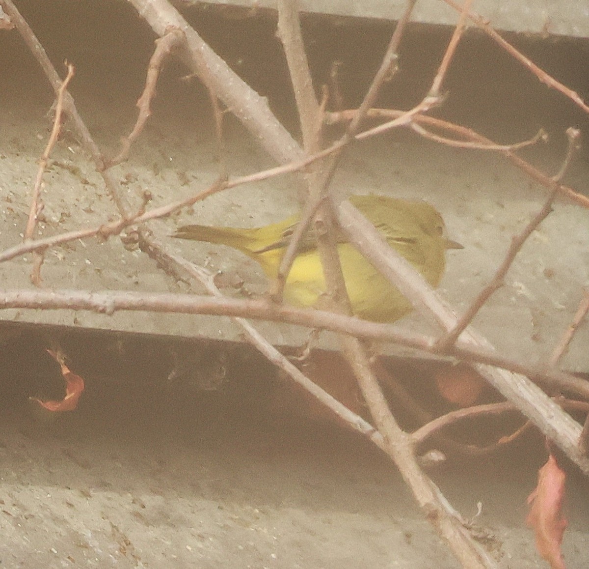 Sarı Ötleğen - ML646607343