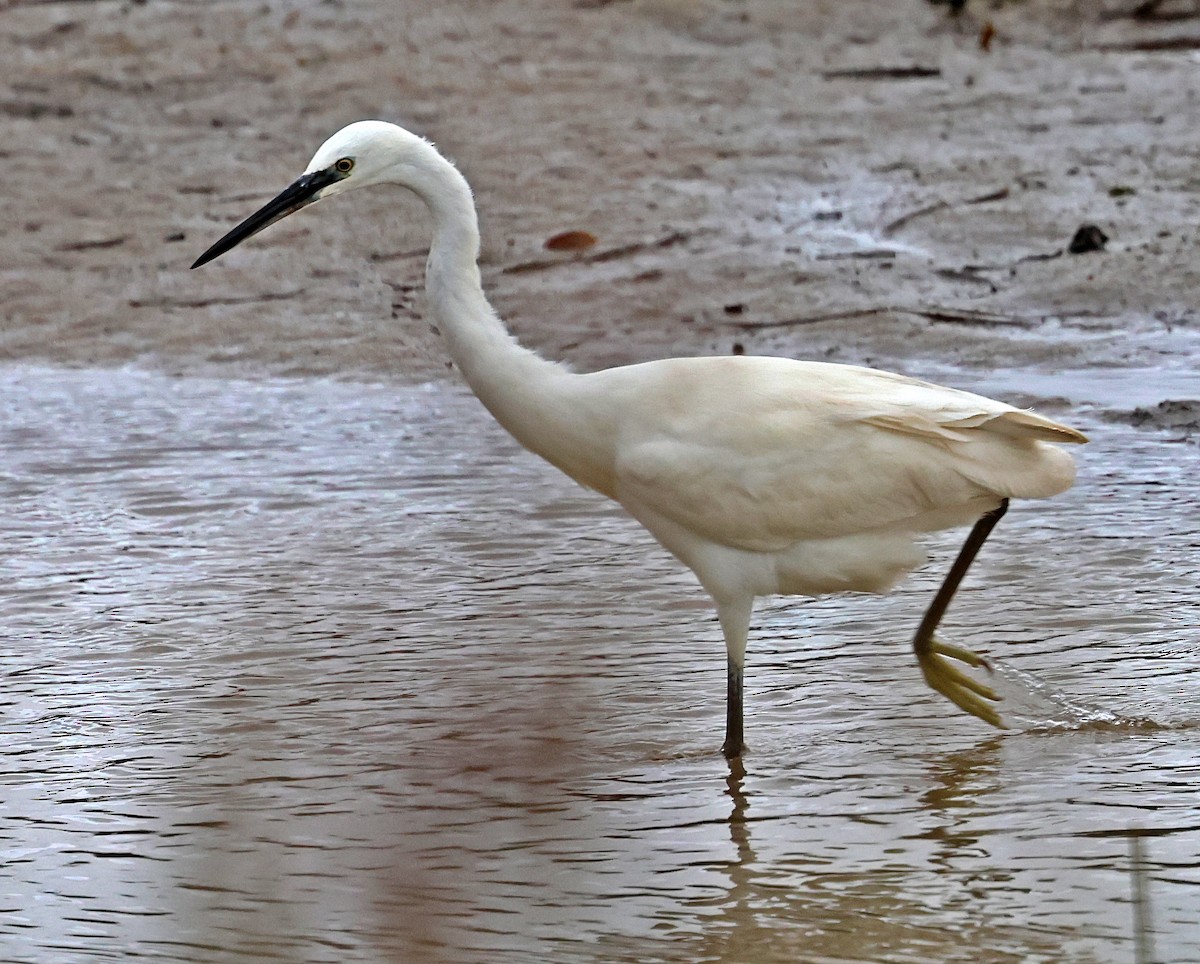 Garzetta - ML646607344